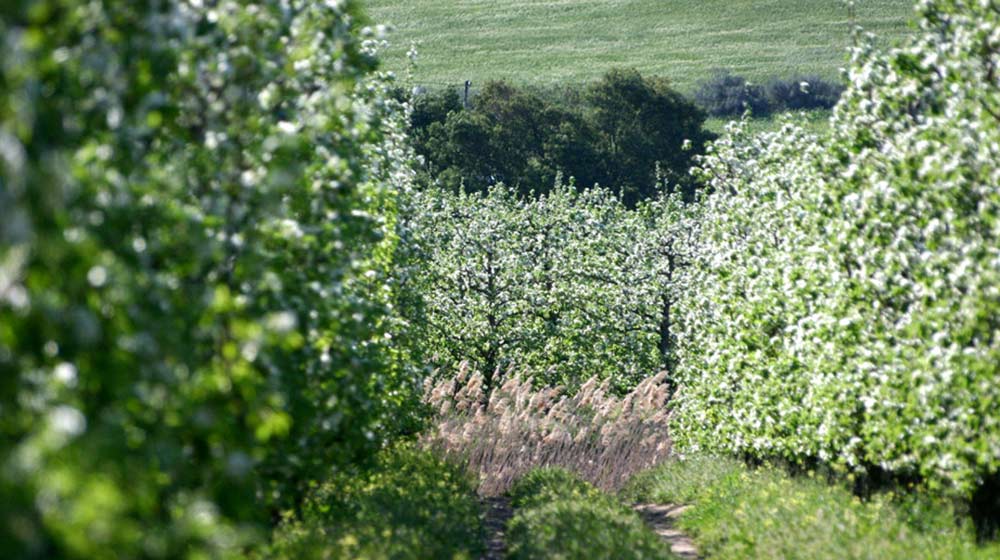 pg fruit olive estate