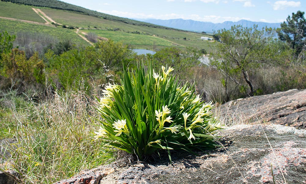 Conservation-Champion Babiana Noctiflora