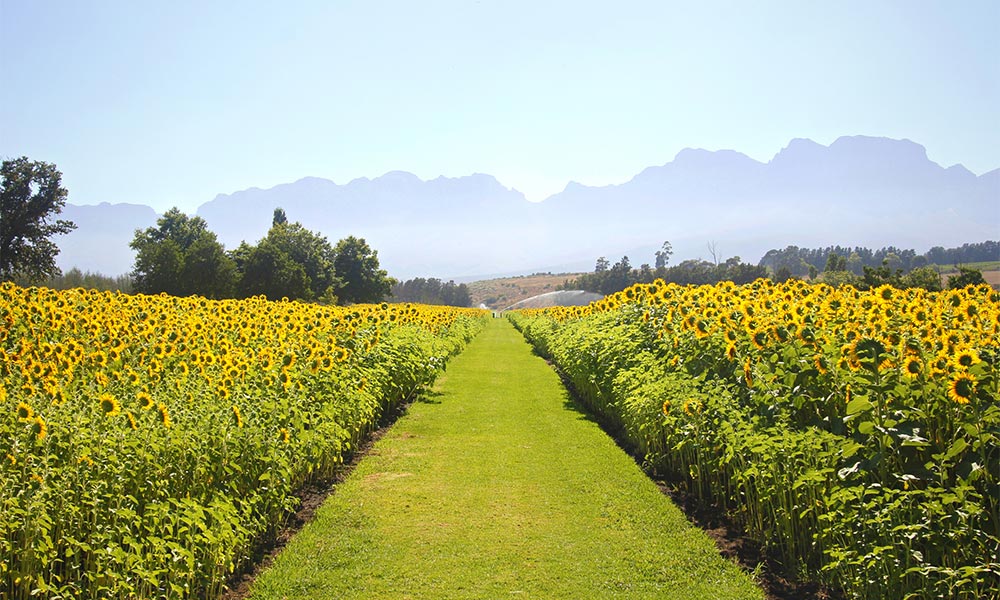 vergelegen sunflower celebration