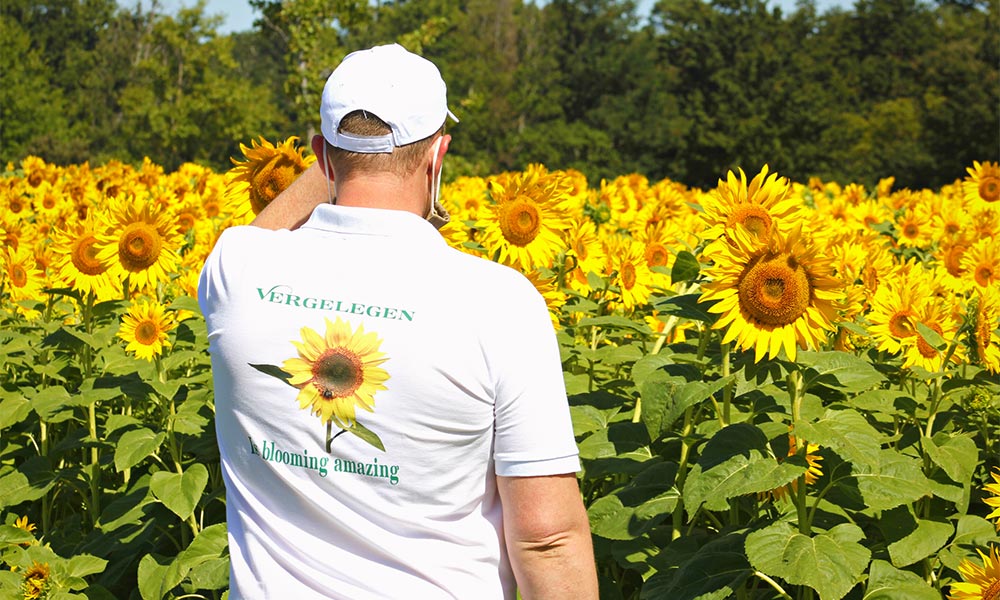 vergelegen sunflower celebration