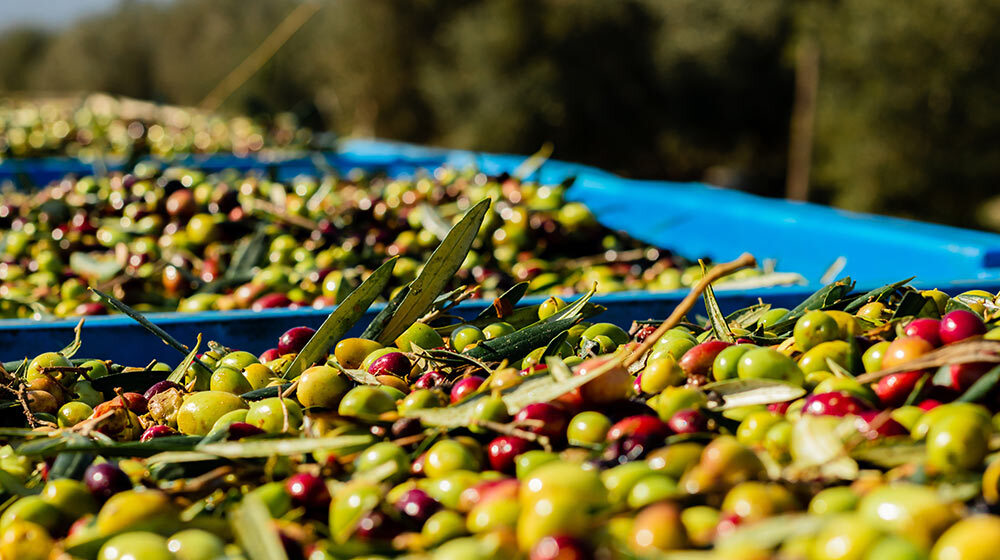 Willow Creek Olive Estate