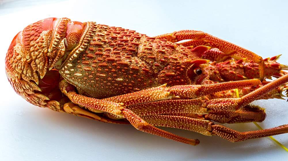 seafood delicacies