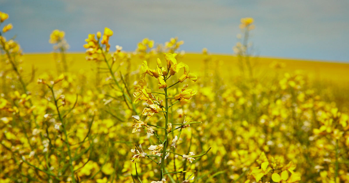 global oilseed market - canola