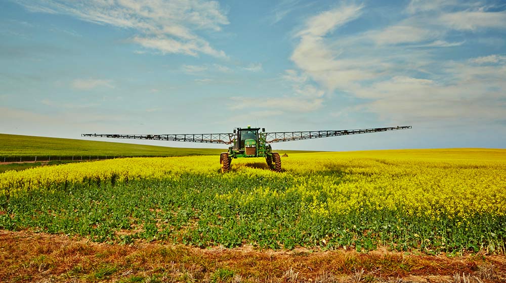 global oilseed market