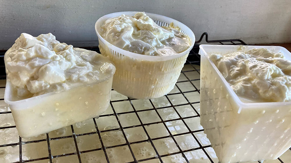 cheesemaking course
