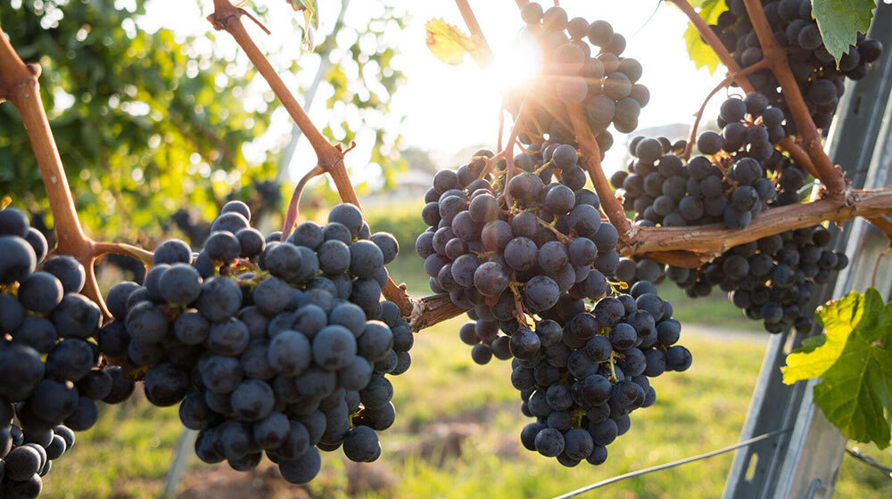 lesser-known wine varietals