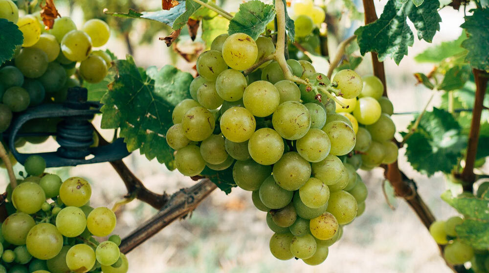 lesser-known wine varietals