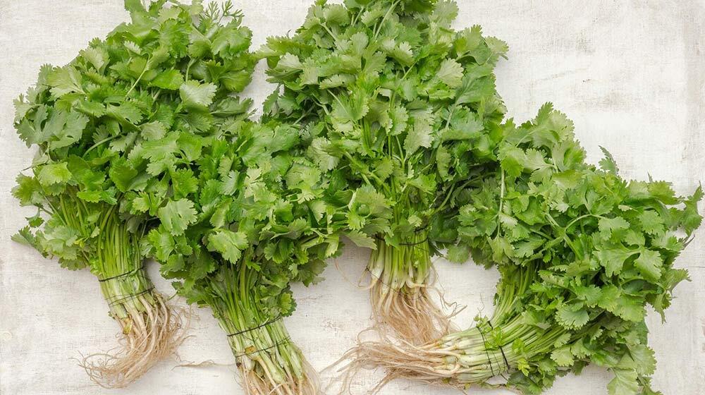 taste of coriander