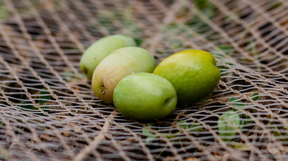 different types of olive cultivars