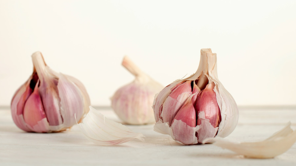 why can't dogs eat garlic