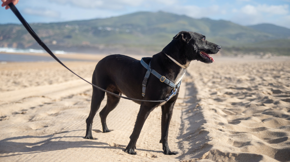 dog friendly beaches in Cape Town
