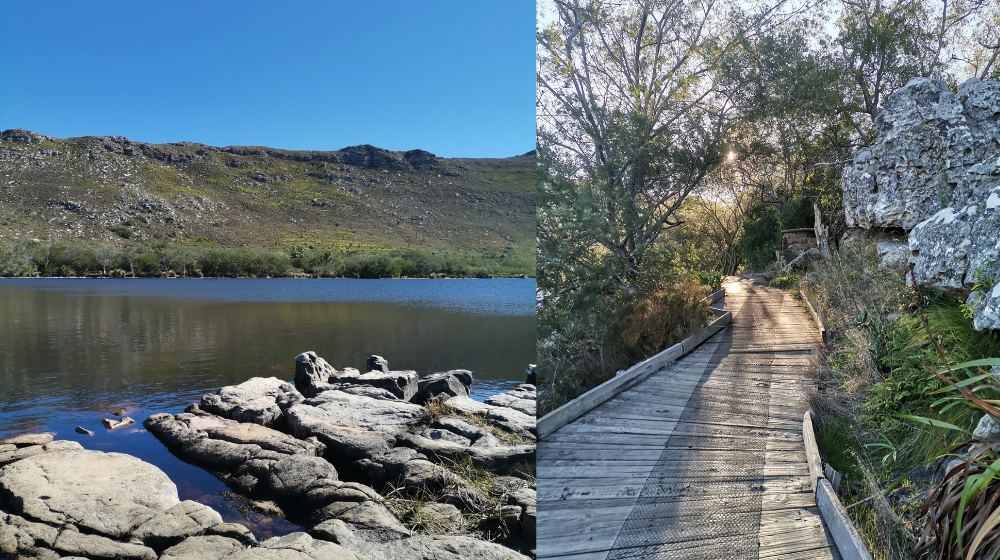dog-friendly places in Cape Town