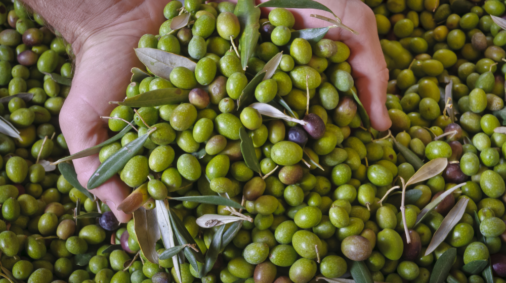 Greenleaf EVOO