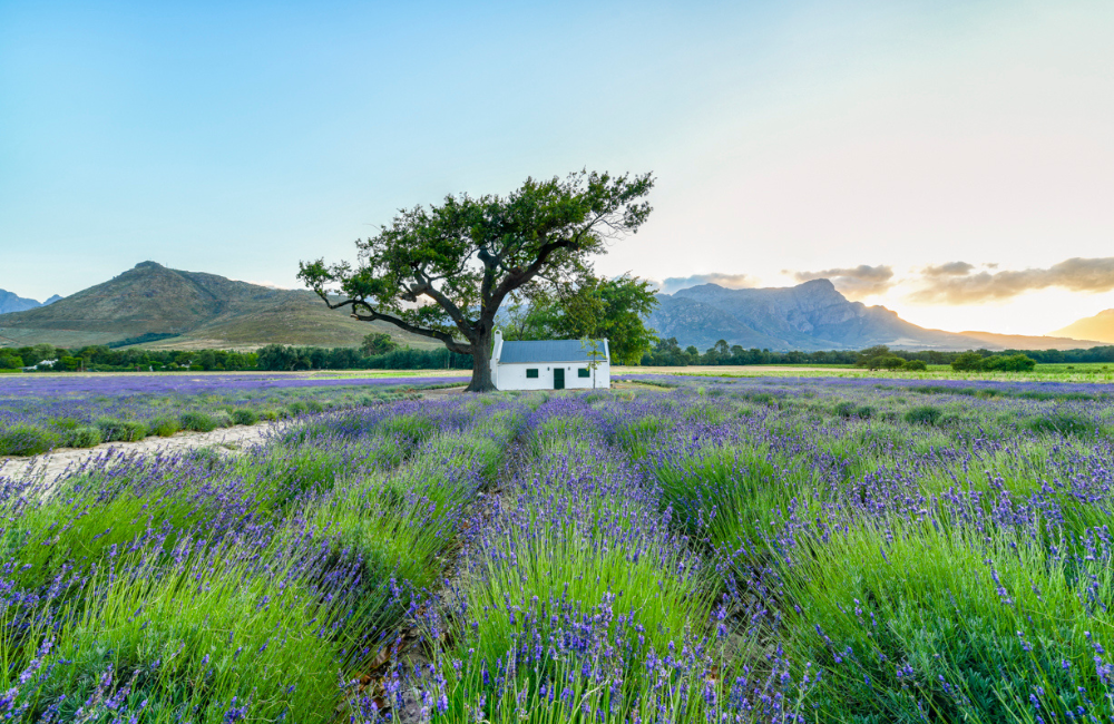 JAN Franschhoek La Motte
