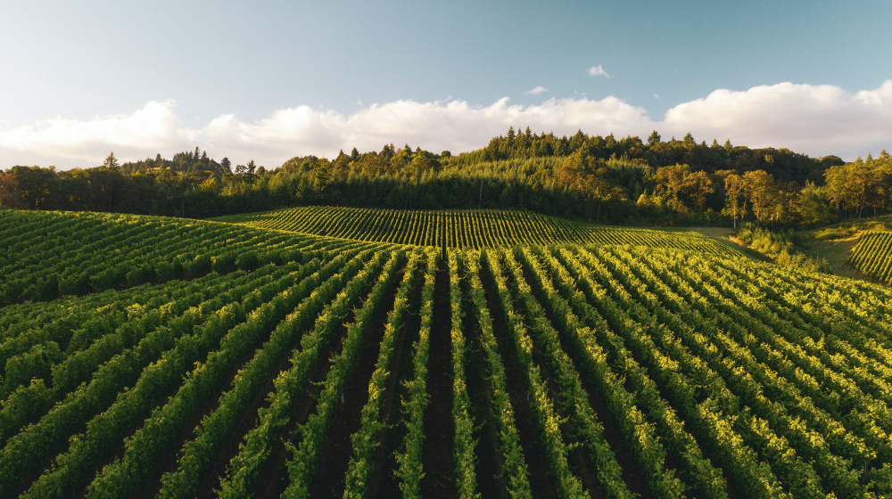 Champagne vineyards France