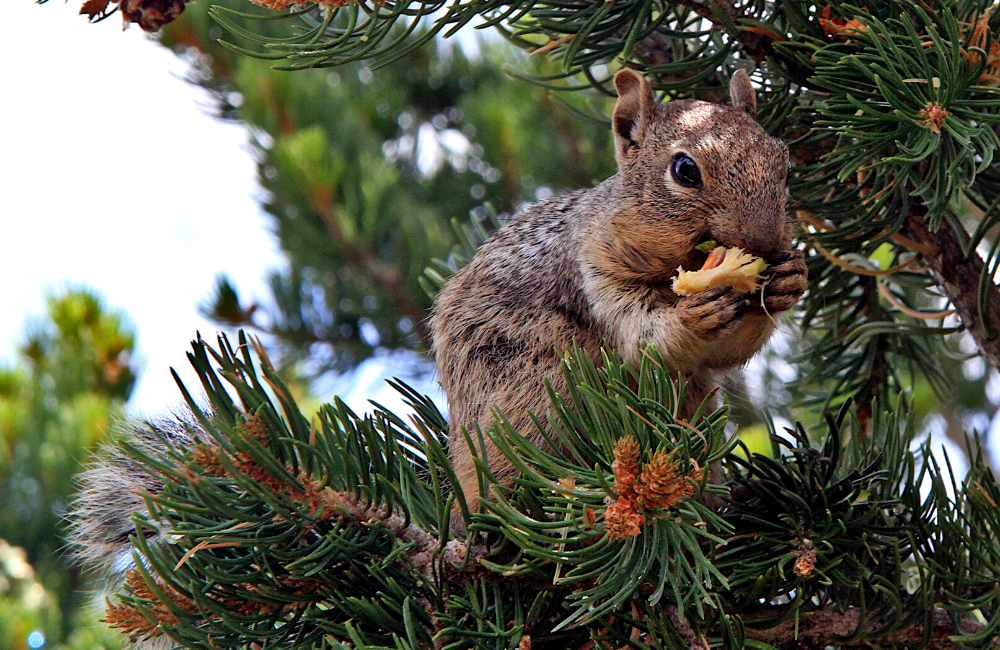 where do pine nuts come from