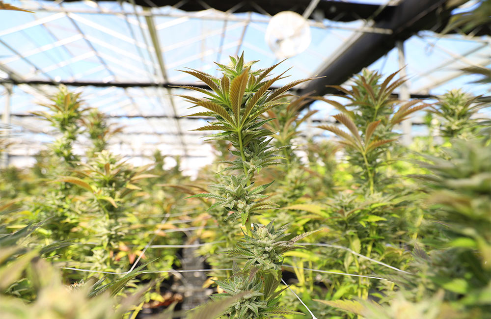 Cannabis