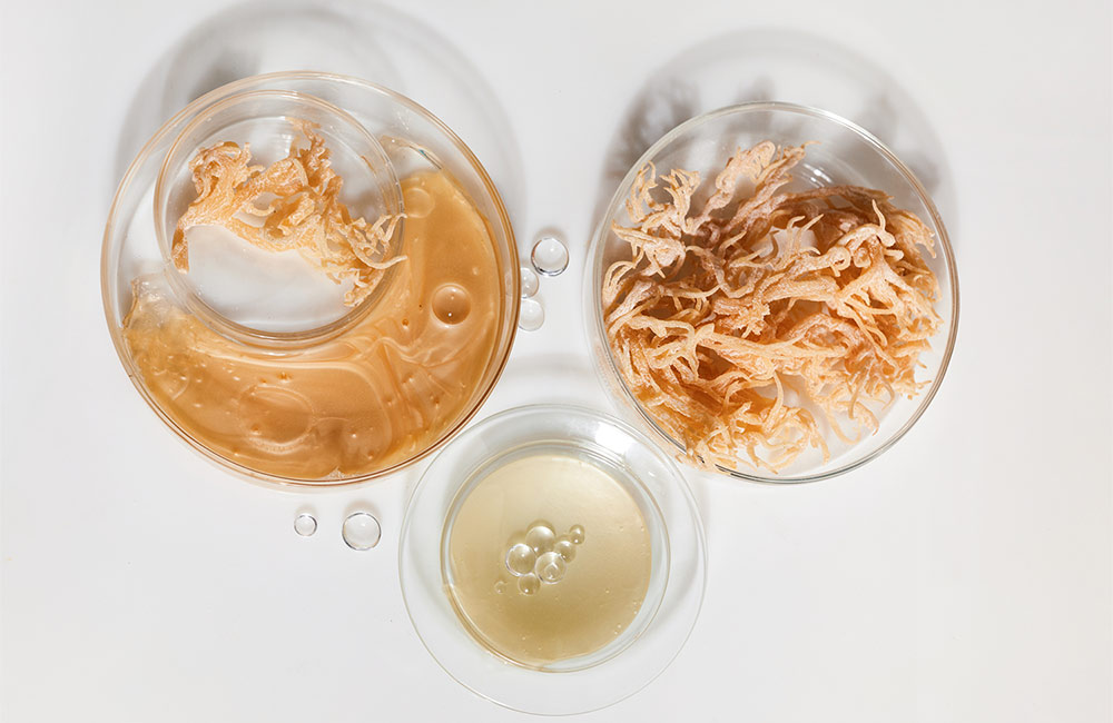 benefits of sea moss