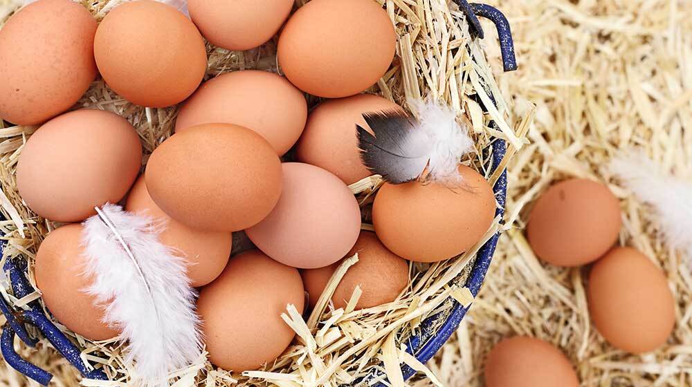 Avian flu outbreak South Africa