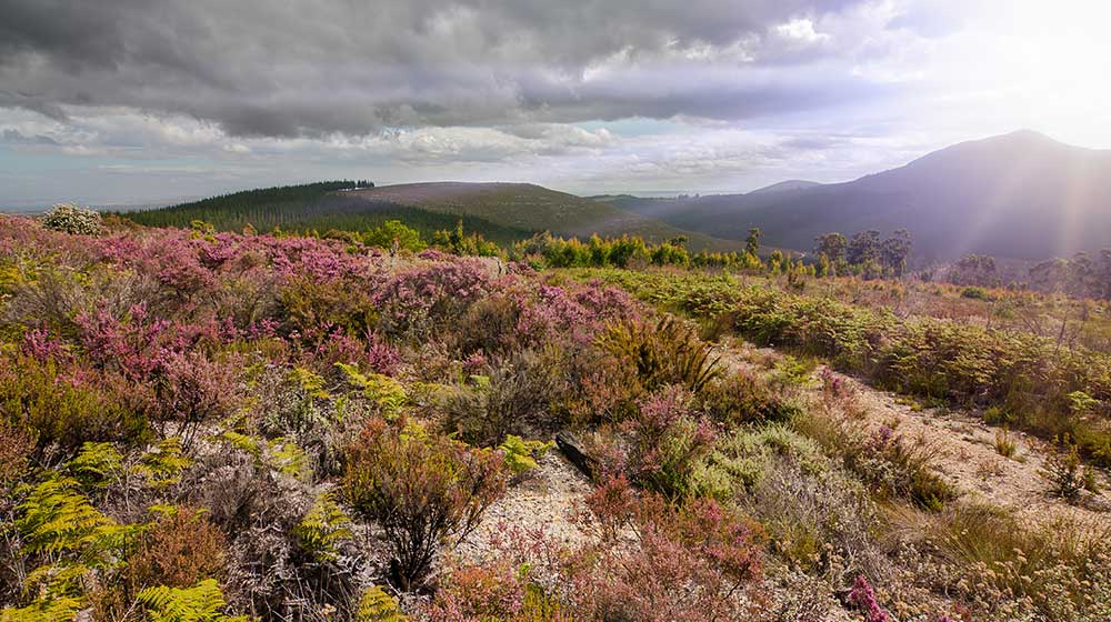 Cape-Fynbos