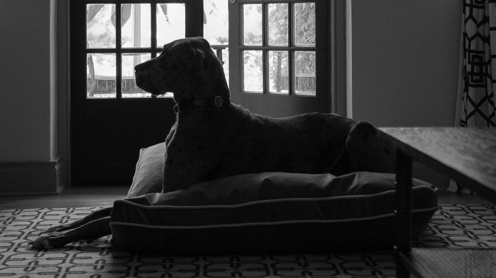 Mount-Nelson-Pet-Friendly
