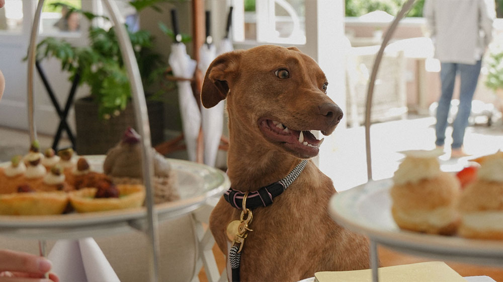 Pet-friendly Offerings at The Nellie