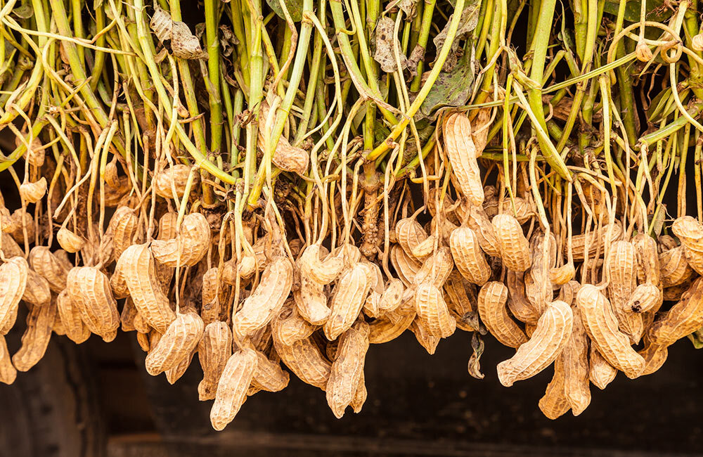 peanuts are not nuts